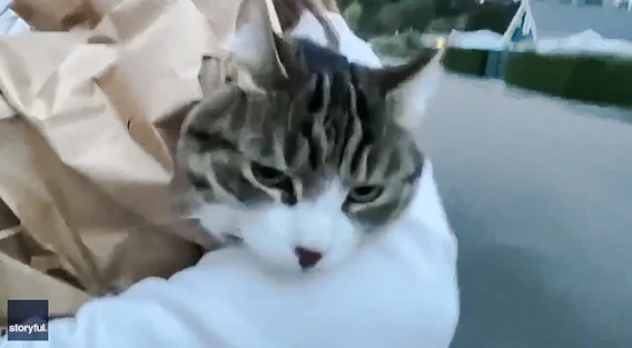 Indoor cat likes to be carried around in a paper bag so owner tried it outside and it worked great