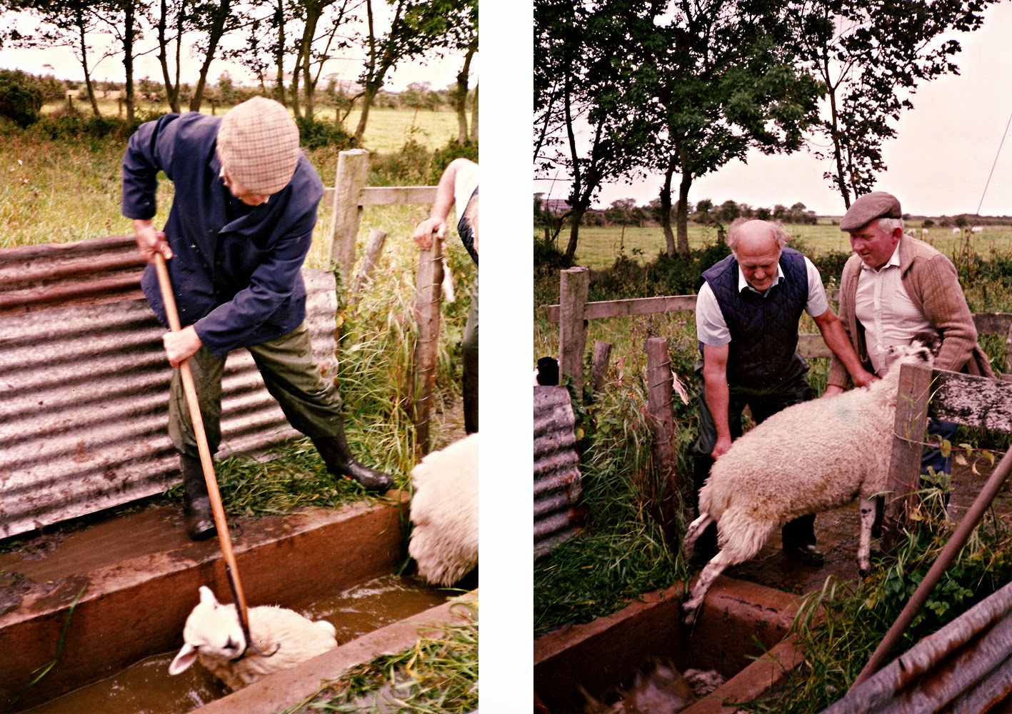 Solway Past and Present Sheep