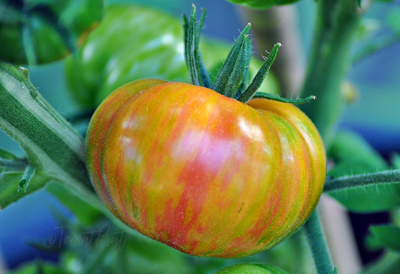 элитные томаты. томат декоративный генувин. красное масляное сердце сорт томатов. томат боцман ф 1. томат маризол братка.