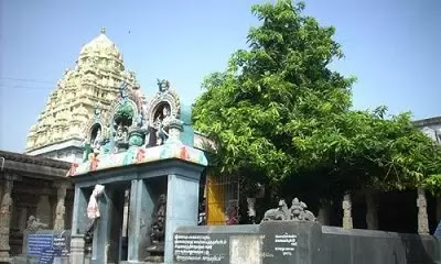 காஞ்சி காமாட்சி அம்மன் கோவில் தலவிருட்சத்தின் மகிமை Kamakshi Amman Temple Sthala Vriksha