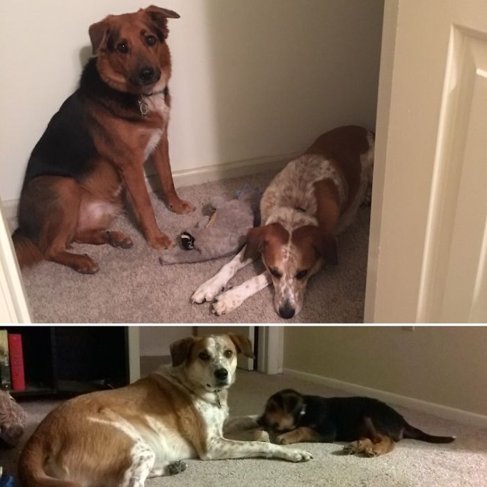 50 Heart-Warming Photos of Animals Growing Up Together - Watson And Kerbal, Big And Not So Little Any More Brothers! 50 Heart-Warming Photos of Animals Growing Up Together - Watson And Kerbal, Big And Not So Little Any More Brothers!
