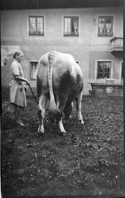 Ein Stier aus den 1930ern - Gars am Inn - 1930-1950