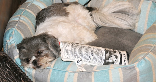 Ração com Legumes pode causar Doença cardíaca em seu Shih Tzu, diz FDA