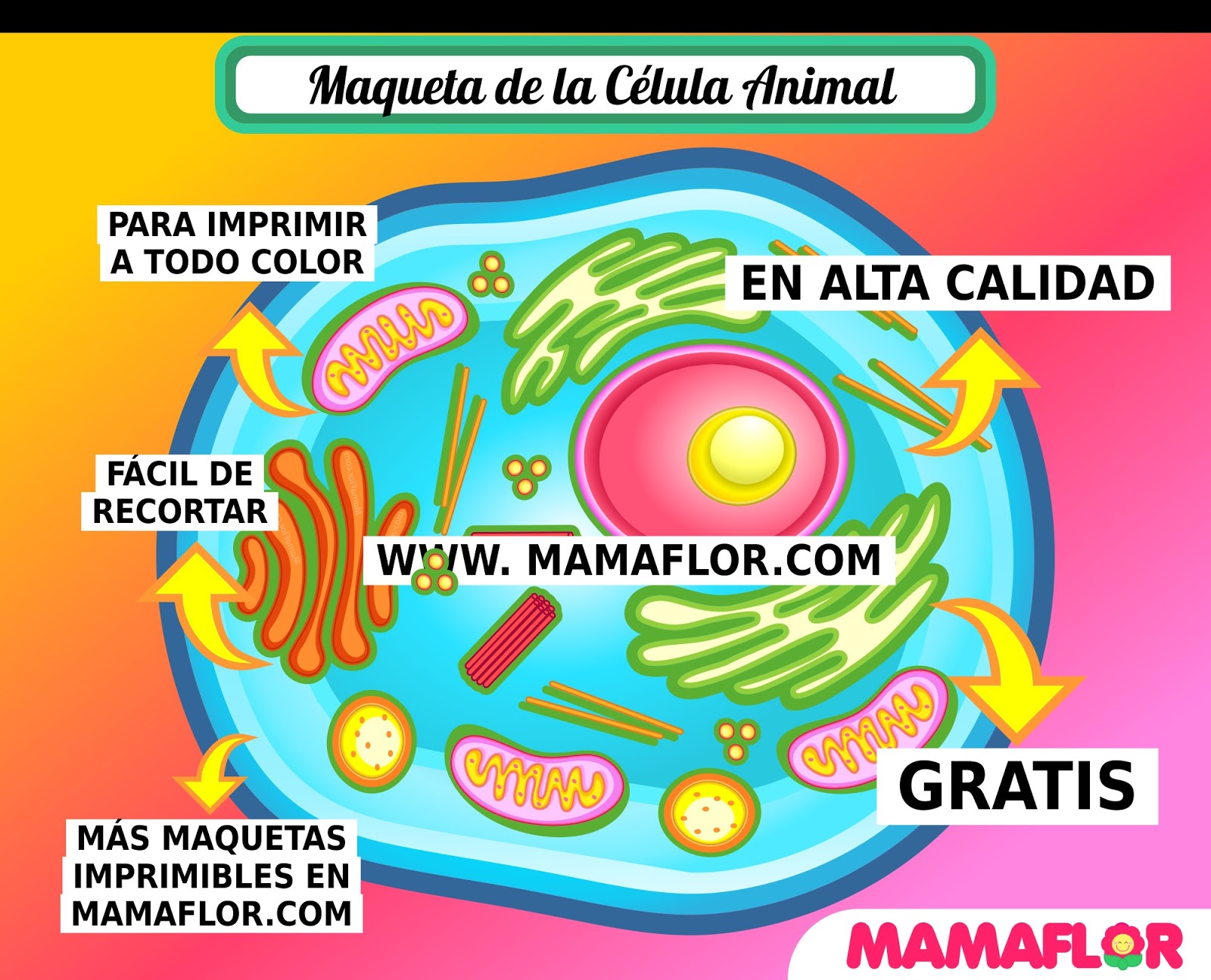 Maqueta de la CÉLULA ANIMAL para Imprimir - Manualidades MamaFlor