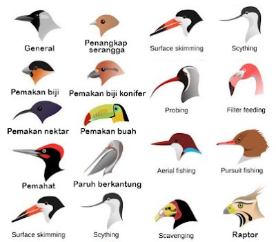 Mengapa paruh burung memiliki bentuk yang berbeda-beda