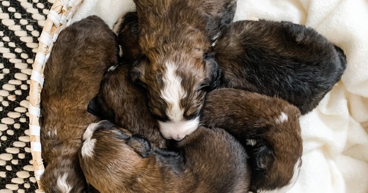 Picket Fence Puppies F1 and F1b Standard Size Bernedoodle Puppies