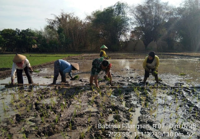Babinsa Bantu Petani Tanam Padi IR 64 Babinsa Bantu Petani Tanam Padi IR 64