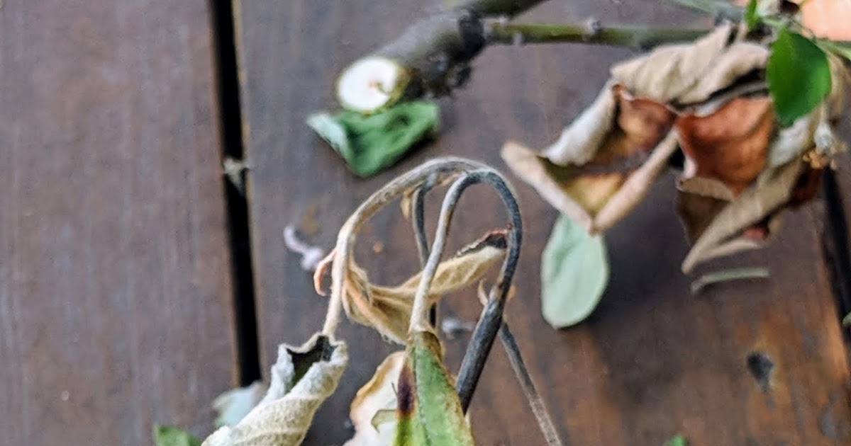 apple tree fire blight treatment apple tree fire blight treatment