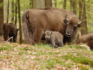 Ver bisontes en Alemania - Wisent-Wildnis am Rothaarsteig Ver bisontes en Alemania - Wisent-Wildnis am Rothaarsteig