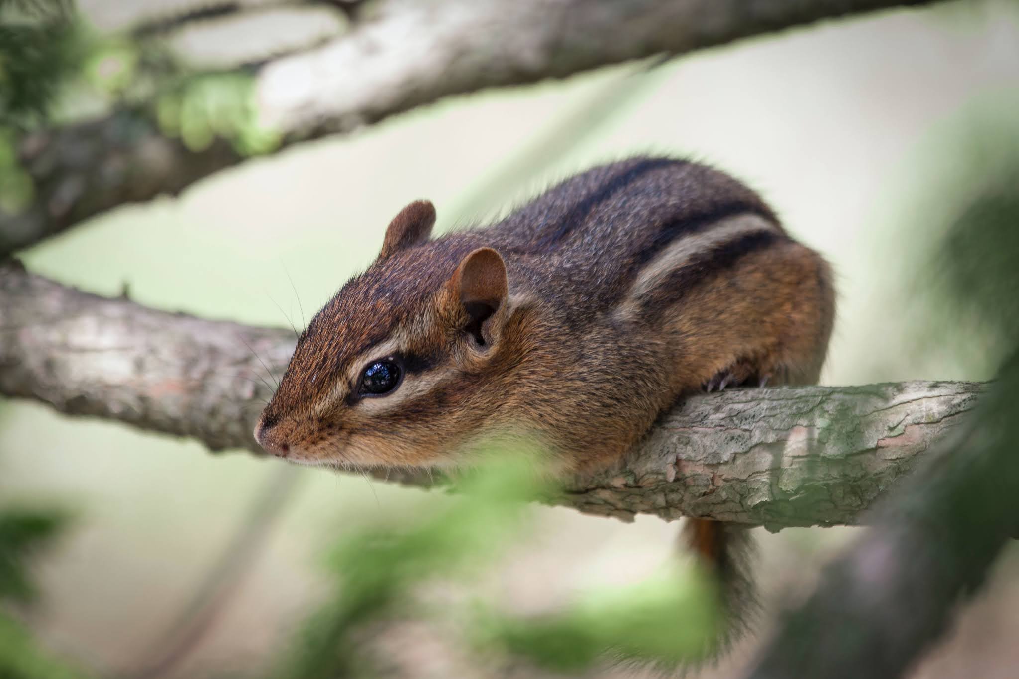 Indian Palm Squirrel