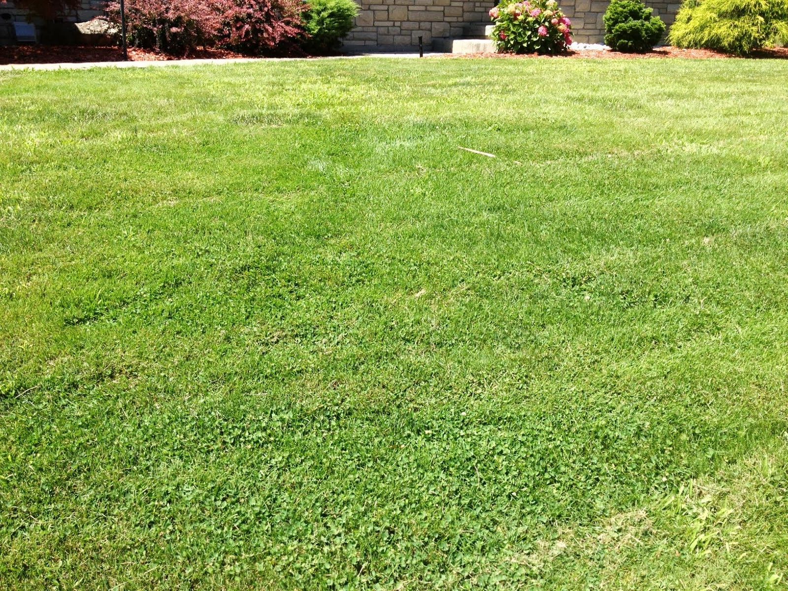 Turf King Hamilton Lawn Care Clover vs Crabgrass