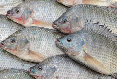 تفسير حلم السمك في المنام تفسير حلم السمك في المنام