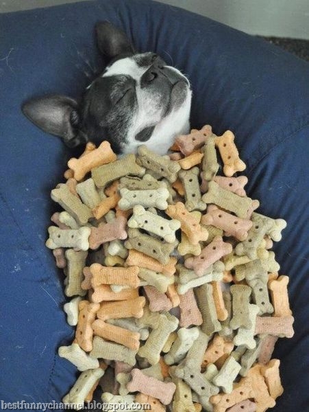 The dream of any dog