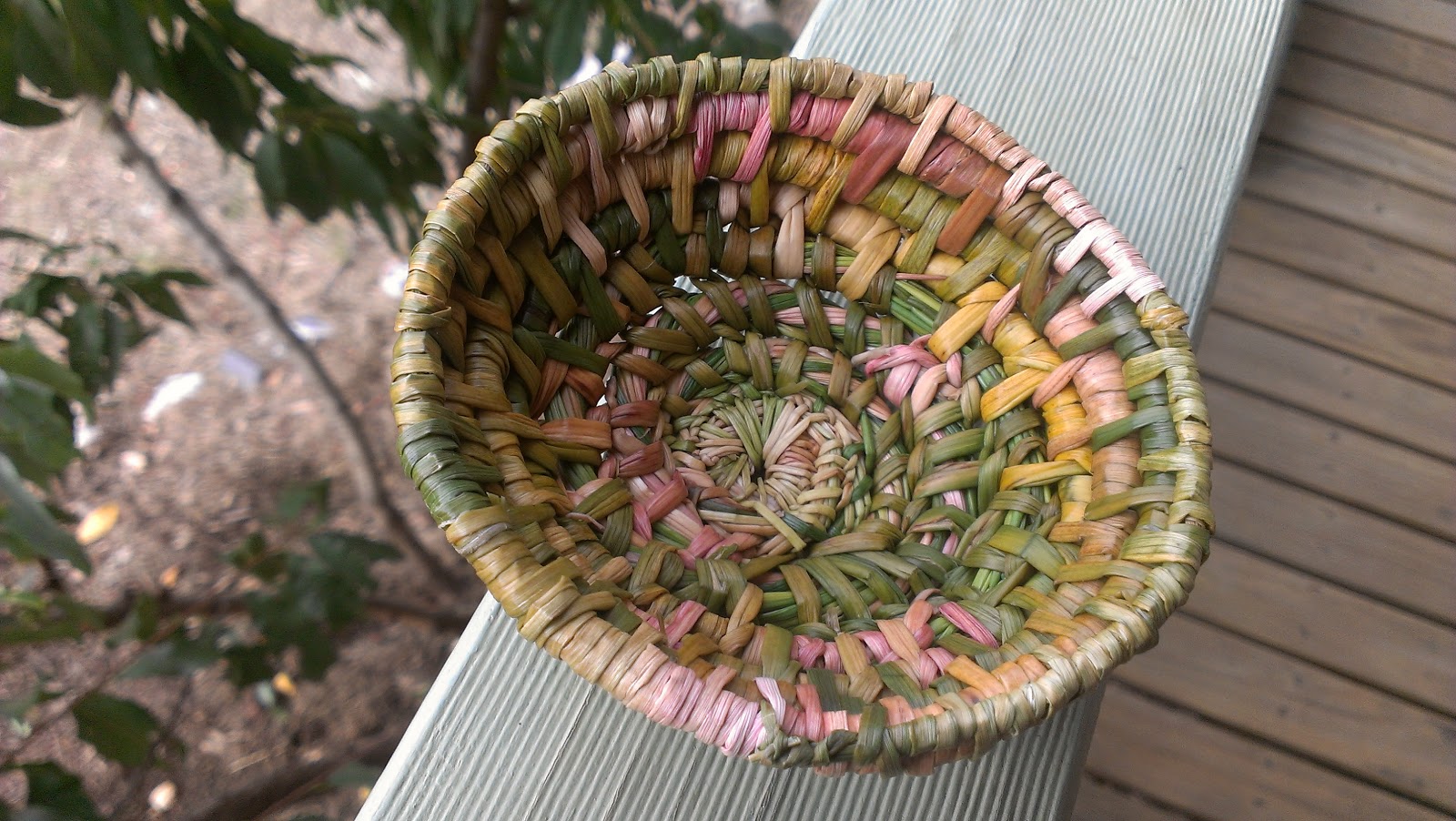 Glut a year in my patch Weaving the reeds