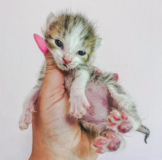 Picture of scraggy calico kitten with long pink human nails