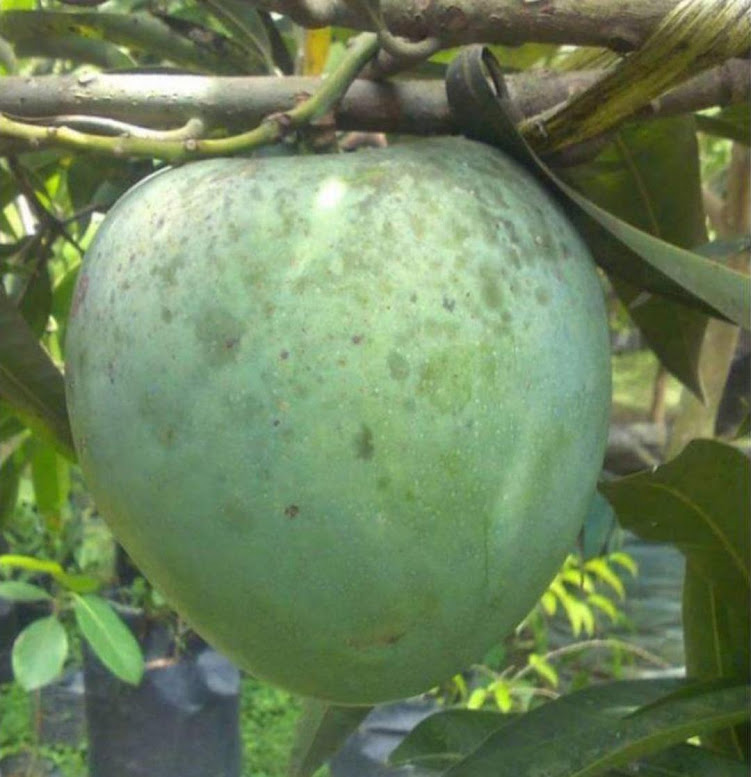 Bibit mangga kelapa Jawa Timur