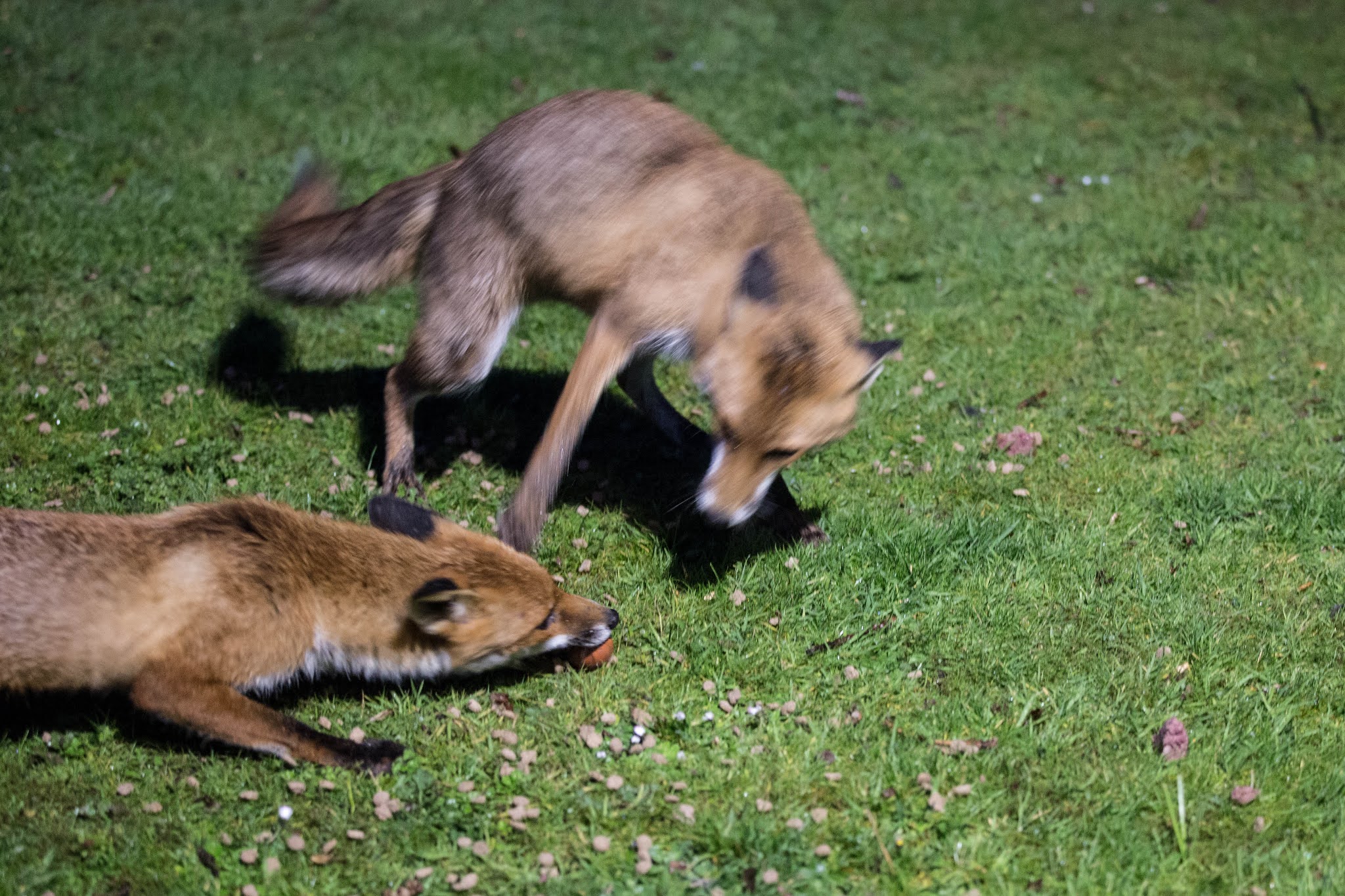 TrogTrogBlog Foxes and eggs