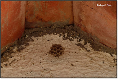 Flores y Bichos ***: Panales de avispas papeleras (Geometrías naturales