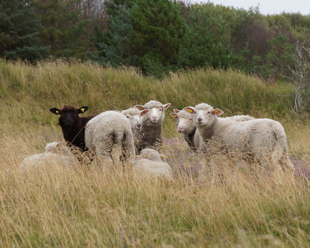 Vejers: Aktivitäten und Tipps für einen gelungenen Familienurlaub. Im Wäldchen, der Klitplantage, trafen wir bei unserem Ausflug Schafe und andere Tiere.