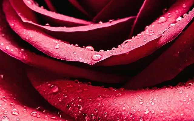 Close up foto van een rode roos