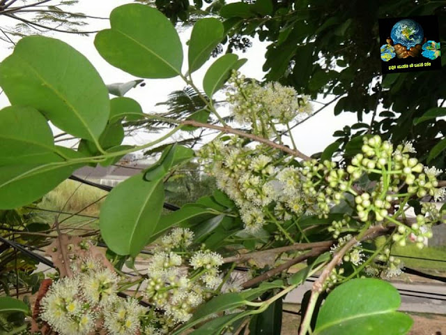 වනාන්තරෙන් ලැබෙන ශක්තිය ලබාදෙන පලතුරු (Fruits That Provide Energy) - Your Choice Way