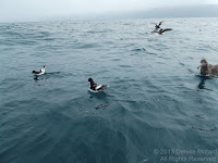 Cape petrels have a black beak, head and neck. Compare their size to that of the Southern Giant Petrel on the right. Off Kaikoura Peninsula, South Island, New Zealand.