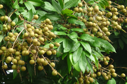 Ciri Ciri Pohon Kelengkeng (Dimocarpus longan) Di Alam Liar