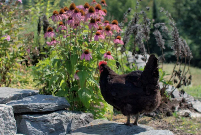 australorp chicken with pink flowers