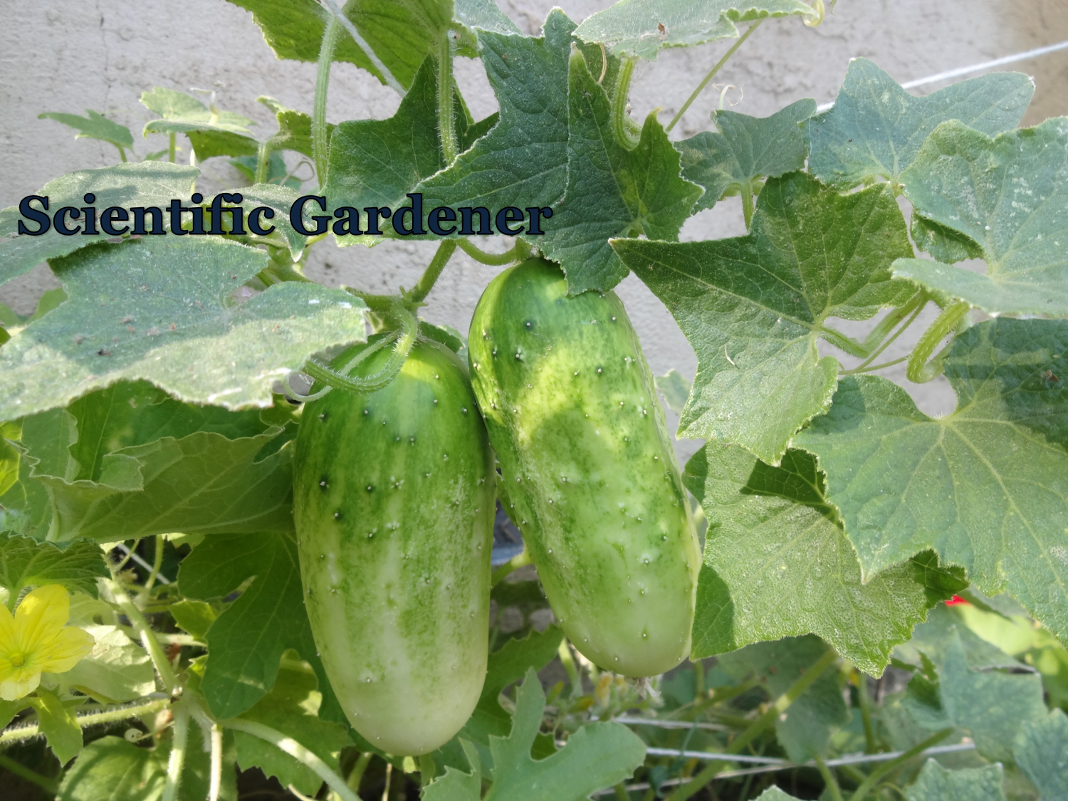 The Scientific Gardener Little Leaf Cucumbers in Northern California