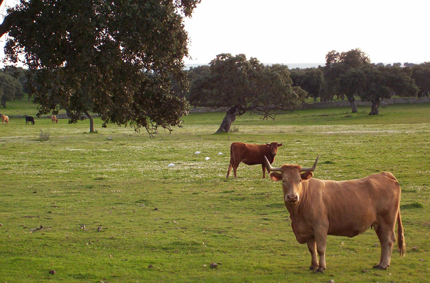 Solienses: ¿Qué medio rural?