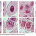 تحميل درس "Les divisions cellulaires des eucaryotes" بحلة جديدة وفق برنامج 2019 باللغة الفرنسية تحميل درس "Les divisions cellulaires des eucaryotes" بحلة جديدة وفق برنامج 2019 باللغة الفرنسية