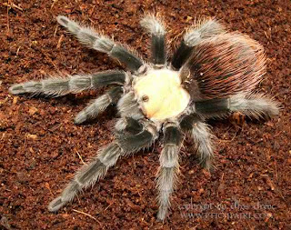 Brachypelma Albiceps (Mexican golden red rump tarantula) ~ Tarantula Hub