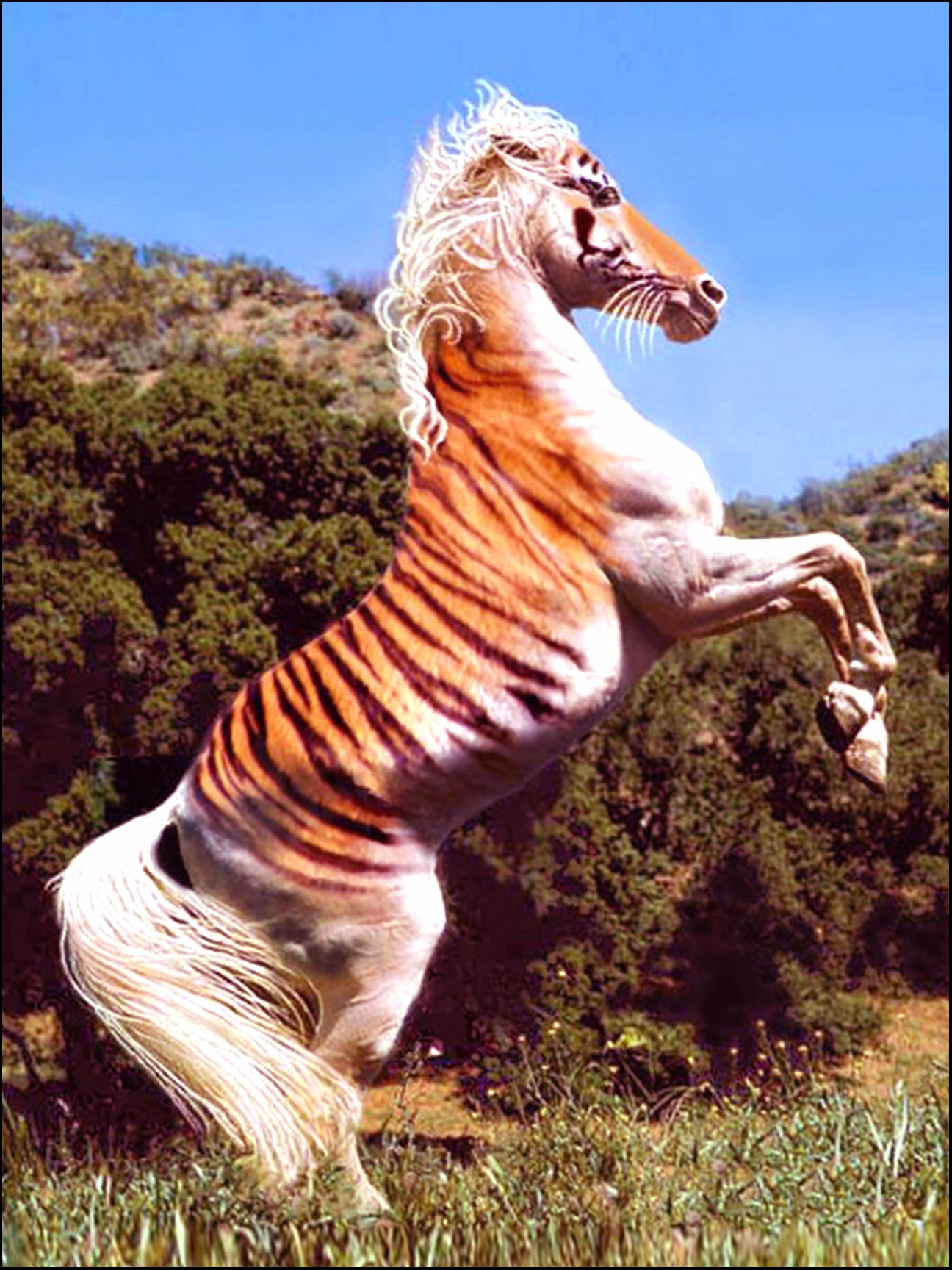 Buckles Blog HIND LEGS 12