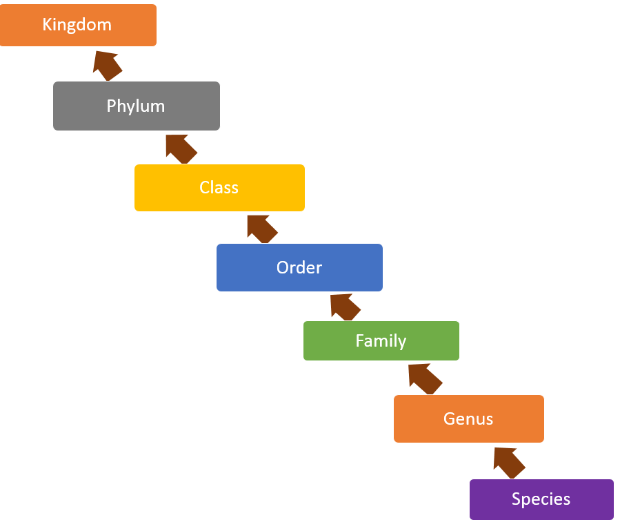 Taxonomic Categories, Taxonomical Aids