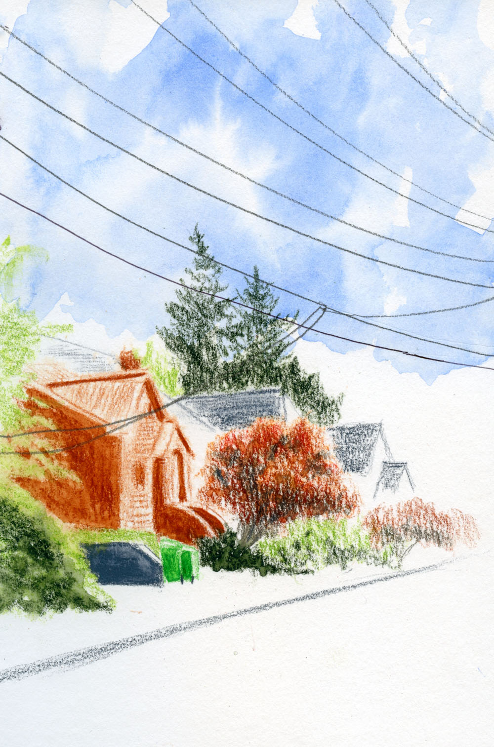 Wax Leaf Ligustrum Texas