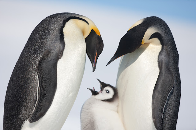 penguins photos