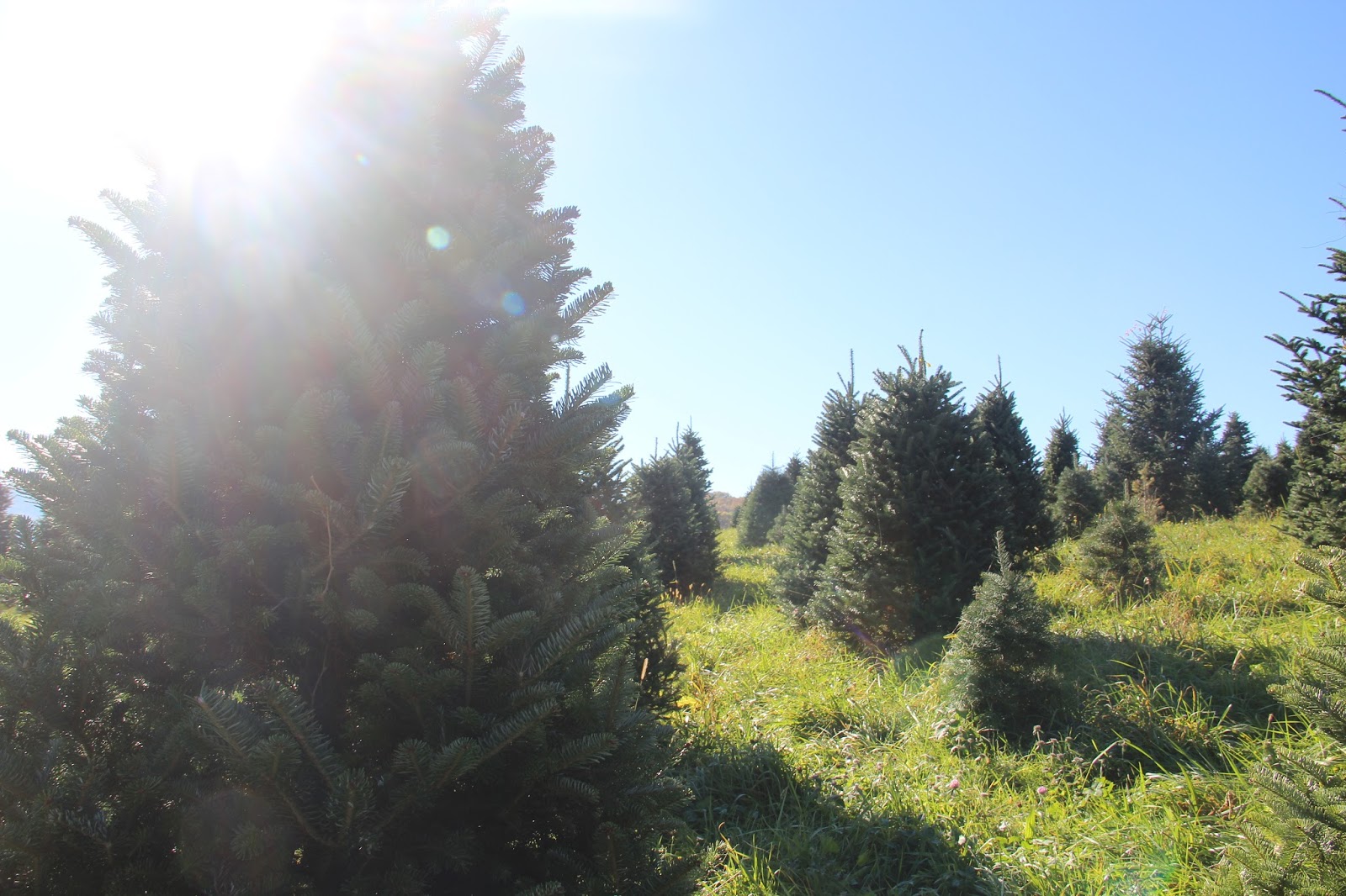Christmas Tree Tagging, A Family Tradition Home On Oak