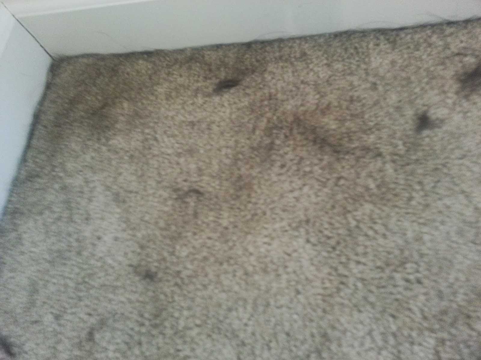 Our little Motes family: Removing pet hair from carpets, this is pretty ...