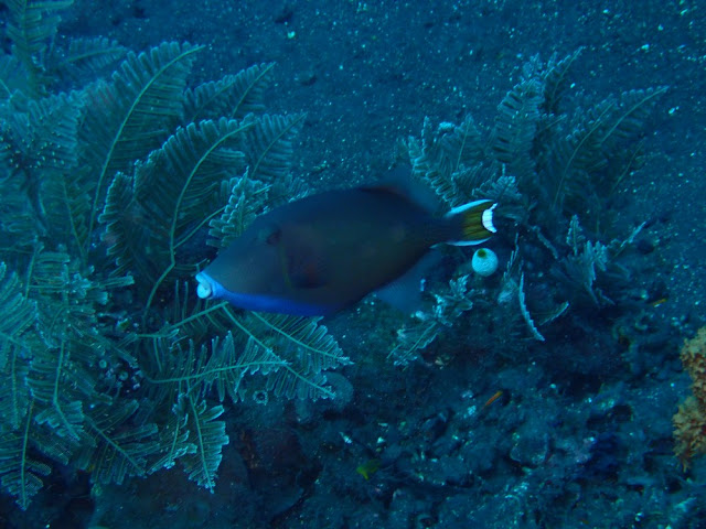 Sufflamen chrysopterum Sufflamen chrysopterum