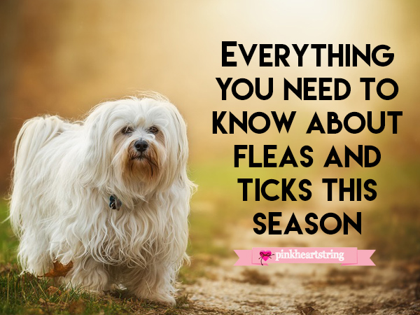 fleas and ticks