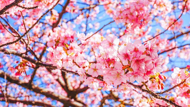 三浦海岸,河津桜,桜