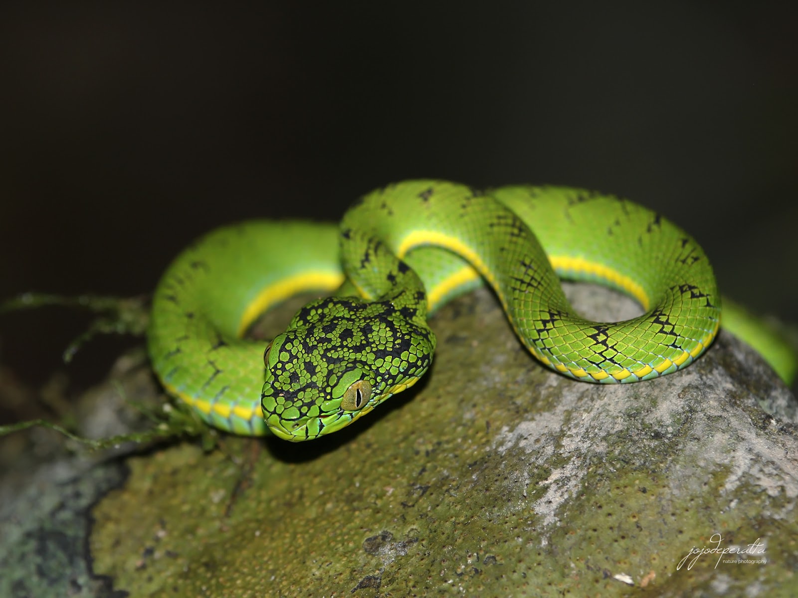 Schultz’s Pit Viper A spectacular venomous snake endemic to Palawan