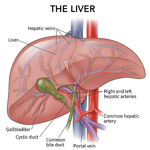 Excretory System Functions, Organs, Structure and Facts Sciencemojo