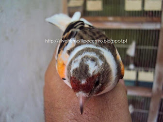 HIBRIDO DE Carduelis Carduelis THE BEST