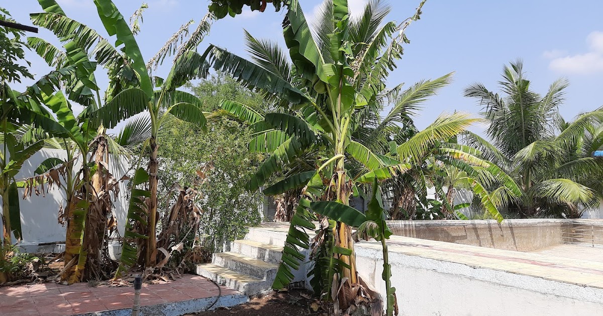 Farm land with mango , jama farm For Sale In Moinabad, Hyderabad