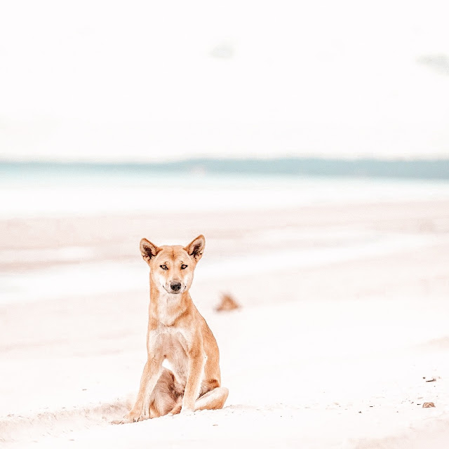 dingo seduto sulla spiaggia in primo piano, sembra un cagnolino ma è molto pericoloso.