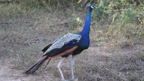 Van Vihar Wildlife Sanctuary