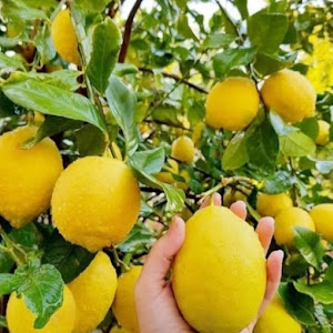 Bibit Jeruk Lemon Eurika