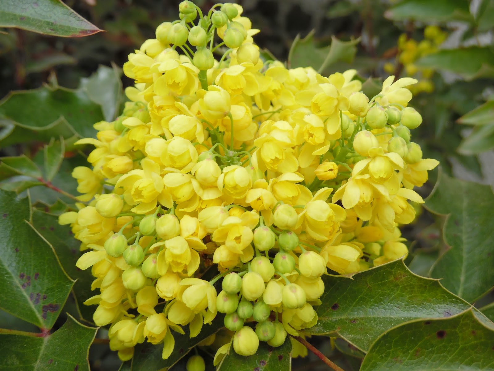 Ogrod Tamaryszka Mahonia Pospolita Dlaczego Mam Ja W Ogrodzie