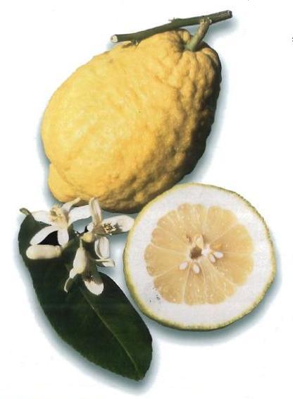 Citrusok Hesperidium Fabulosa A CsodÁlatos HesperidÁk Citrus